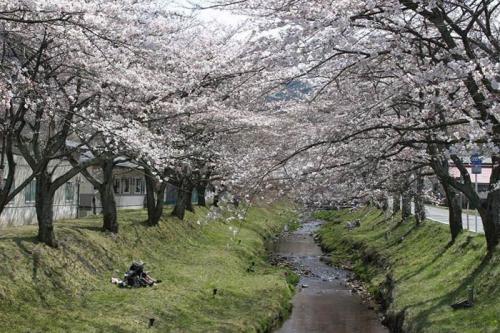 湯沢川の桜並木